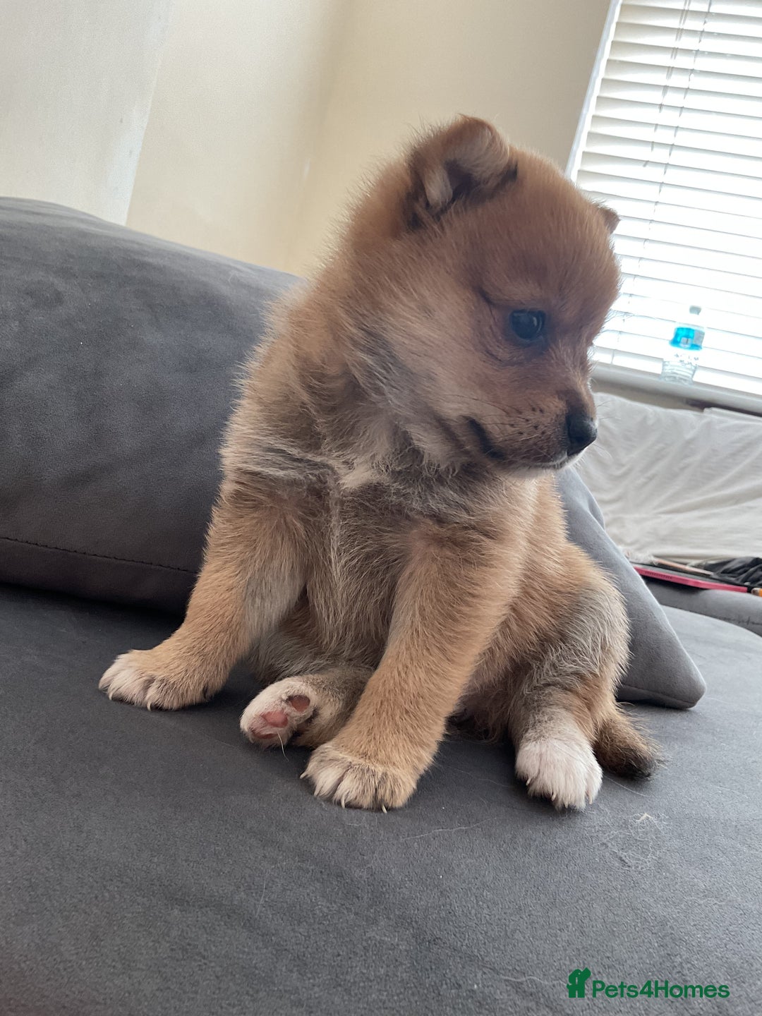 Pomeranian dogs for sale: 10 week old Pom puppies - Image 9