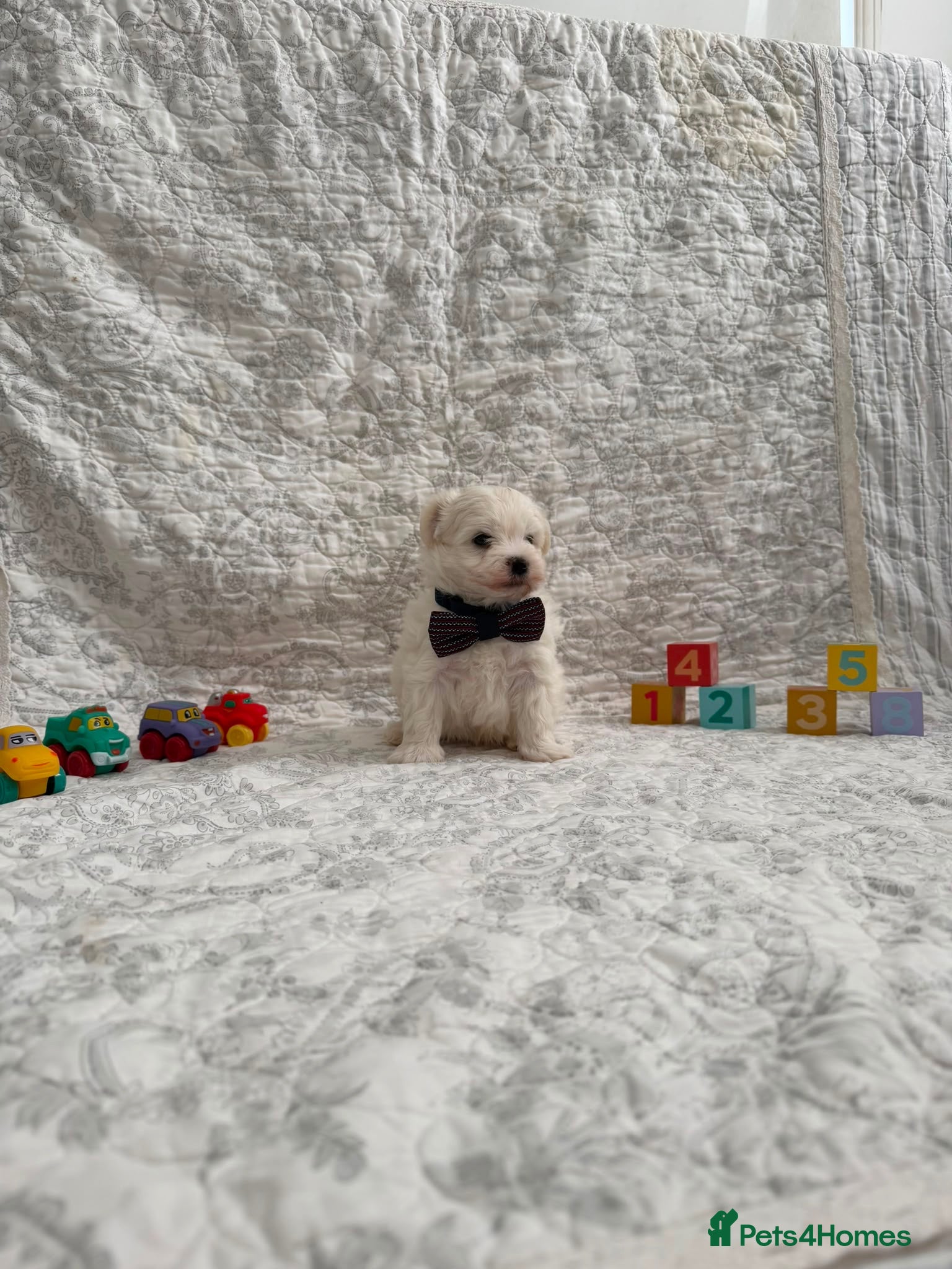 Maltese dogs 🤩 2 stunning Maltese 🤩 - Advert 4