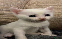 Ragdoll cats for sale: Two female Ragdoll kittens - Image 1