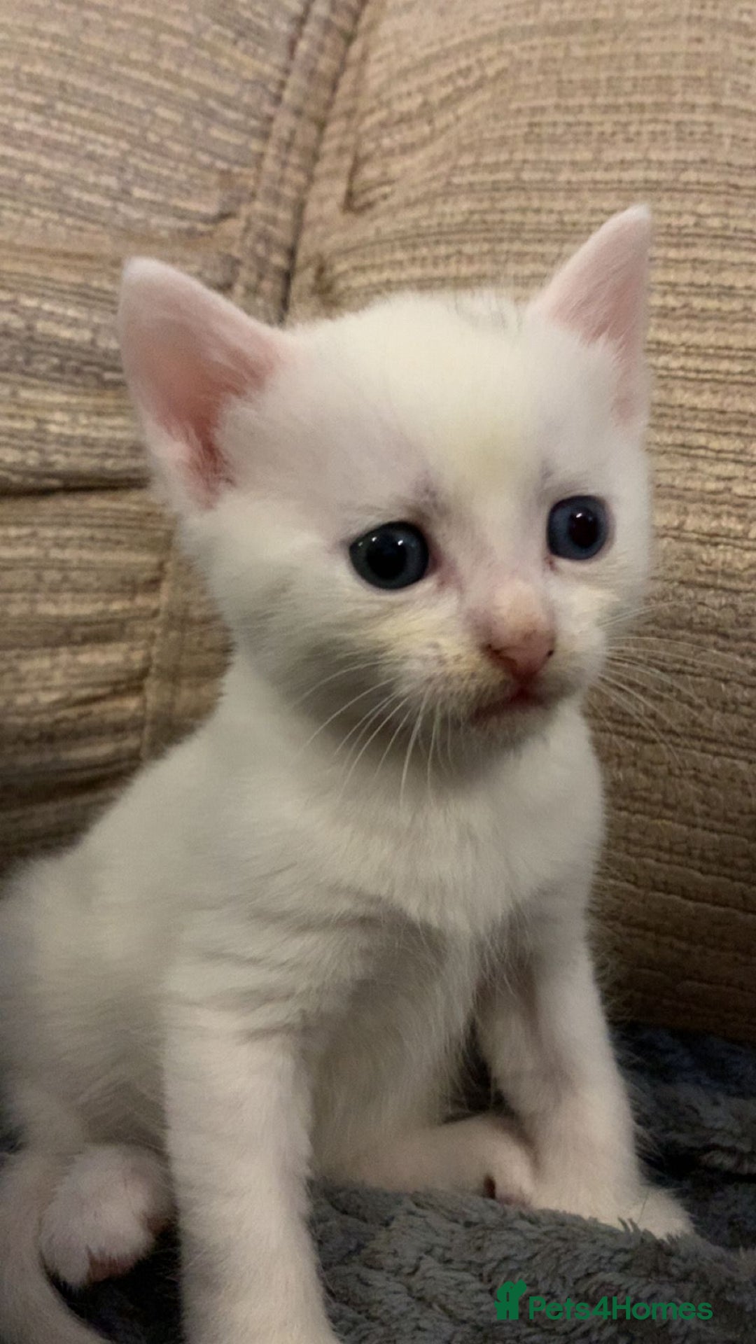Ragdoll cats for sale: Two female Ragdoll kittens - Image 1