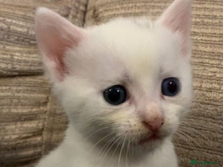 Ragdoll cats - Advert 6