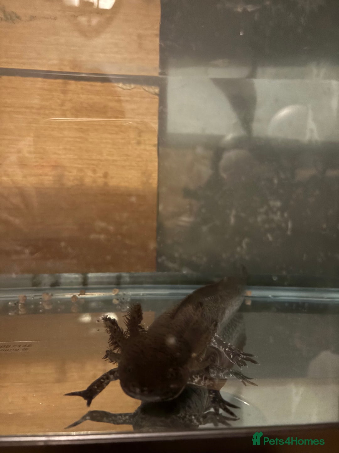 Axolotl reptiles for sale: Male axolotl  - Advert 1