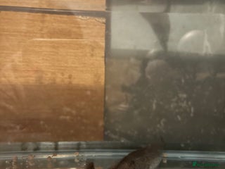 Axolotl reptiles Male axolotl - Advert 1