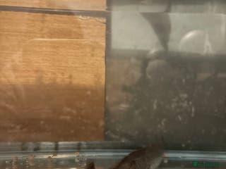 Axolotl reptiles Male axolotl - Advert 22