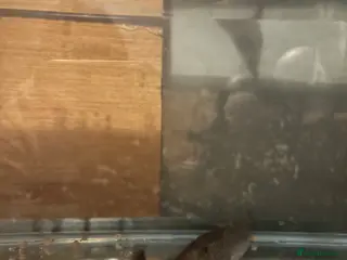 Axolotl reptiles Male axolotl - Advert 4