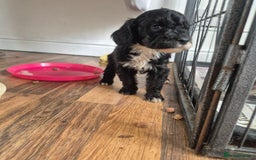 Cockapoo dogs for sale: Cockerpoos 1 boys left DROPPED 650 - Image 4