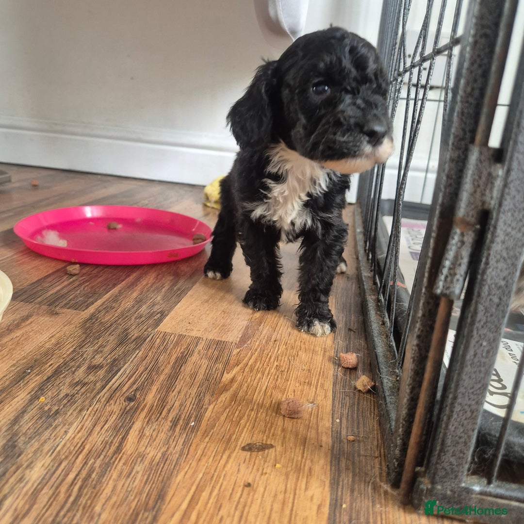 Cockapoo dogs for sale: Cockerpoos 1 boys left DROPPED 650 - Image 4