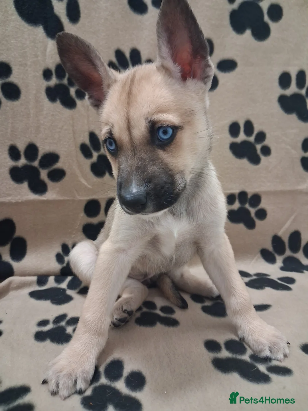 Mixed Breed dogs for sale: Agouti Husky Cross puppies  - Advert 40