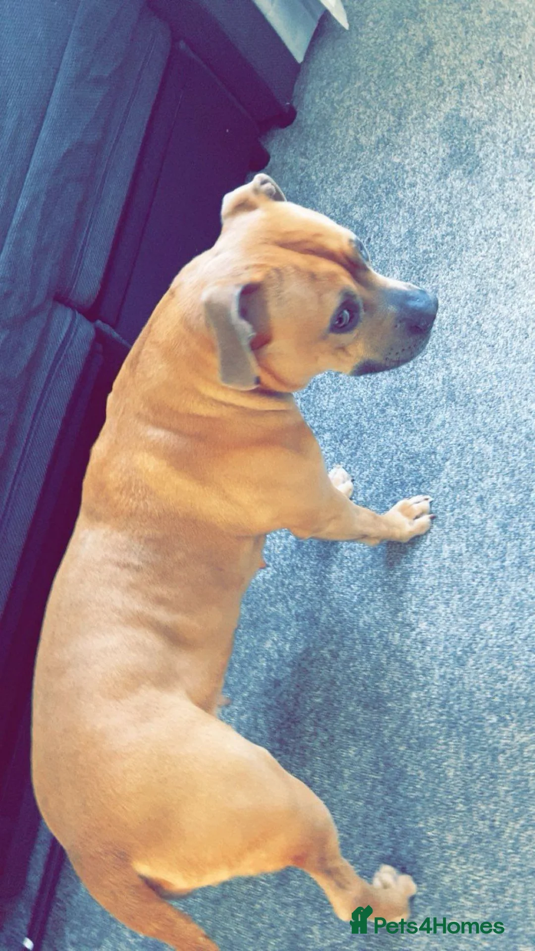 Mixed Breed dogs for sale: Pandora in Glasgow - Advert 2