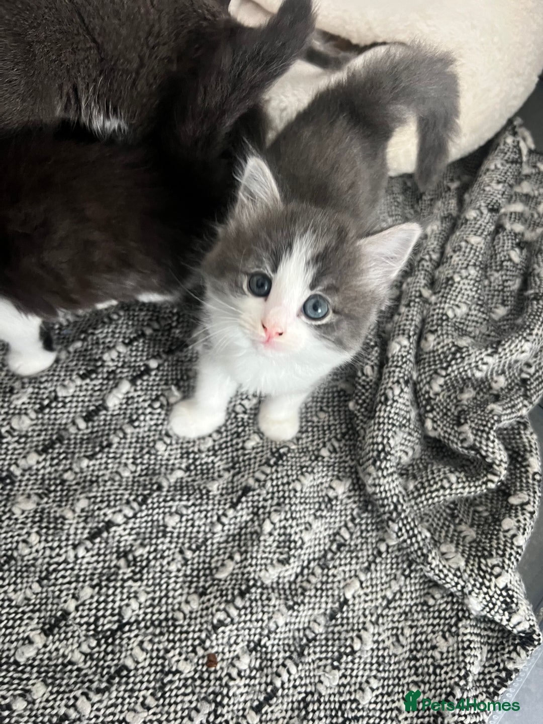 Mixed Breed cats for sale: Beautiful kittens - Image 3