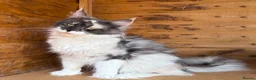 Maine Coon cats for sale: Beautiful 3year old mainecoon girl bow - Advert 1