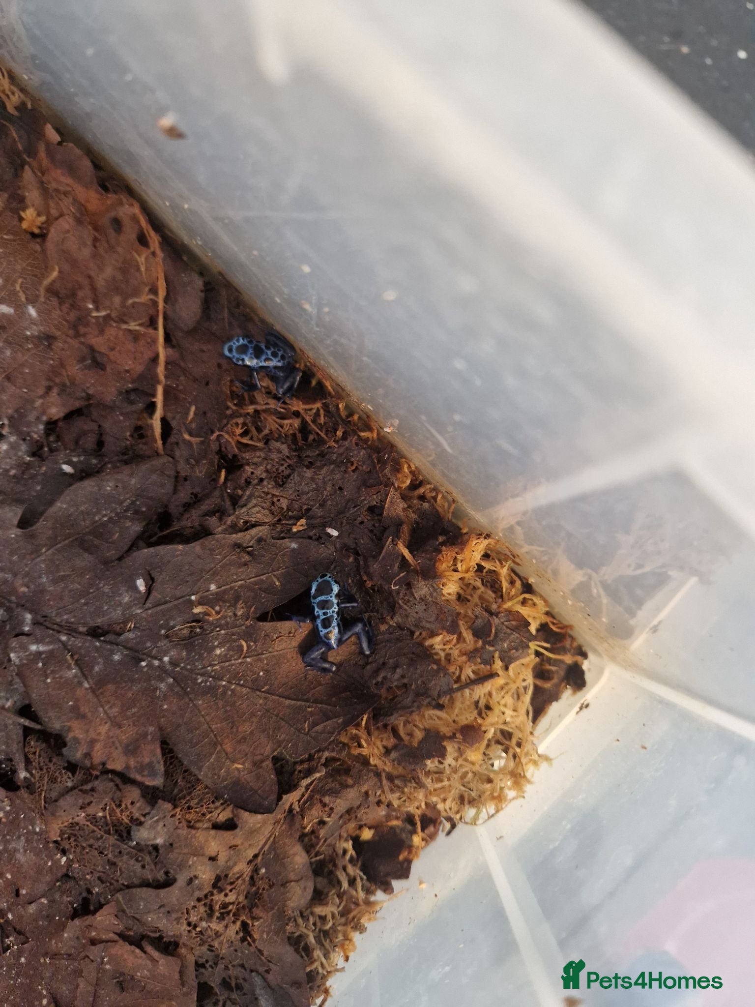 Frog reptiles AZUREUS DART FROGS - Advert 5
