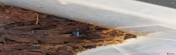 Frog reptiles for sale: AZUREUS DART FROGS - Advert 1