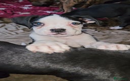 Boxer dogs for sale: READY NOW Kc reg sealed brindle fully vac  - Image 35