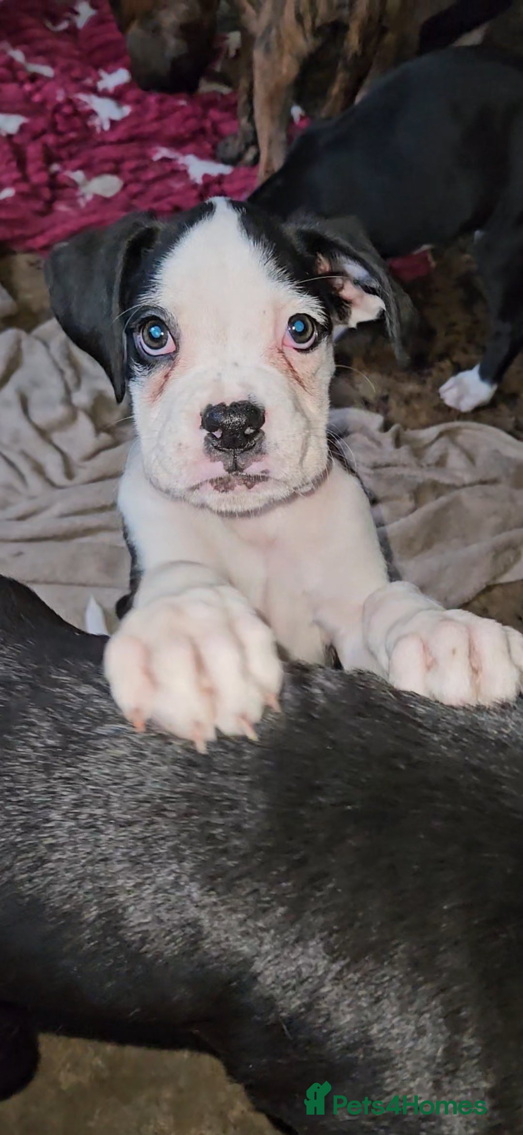 Boxer dogs for sale: READY NOW Kc reg sealed brindle fully vac  - Image 35