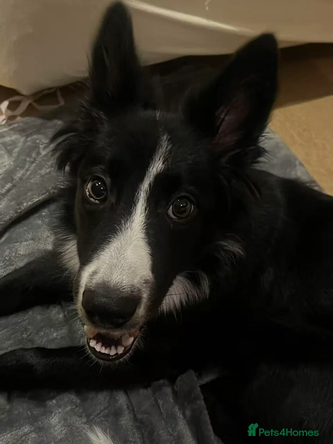 Border Collie dogs for sale: 6-Month-Old Border Collie Looking for a  Home in London - Advert 6