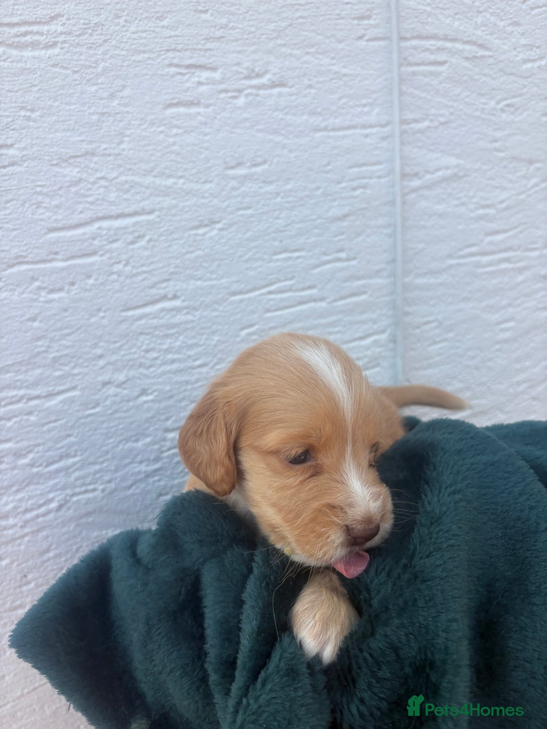 Cocker Spaniel dogs for sale: Cocker spaniel puppys - Image 5