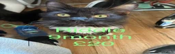 Mixed Breed cats for sale: Male cat named Riddle - Advert 2