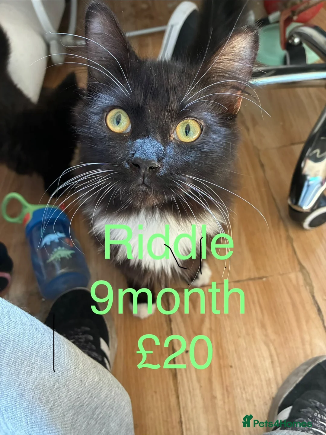 Mixed Breed cats for sale: Male cat named Riddle - Advert 2