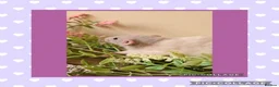 Rat rodents for sale: ***Stunning Tame and Loving Natured Baby Rats *** - Advert 9