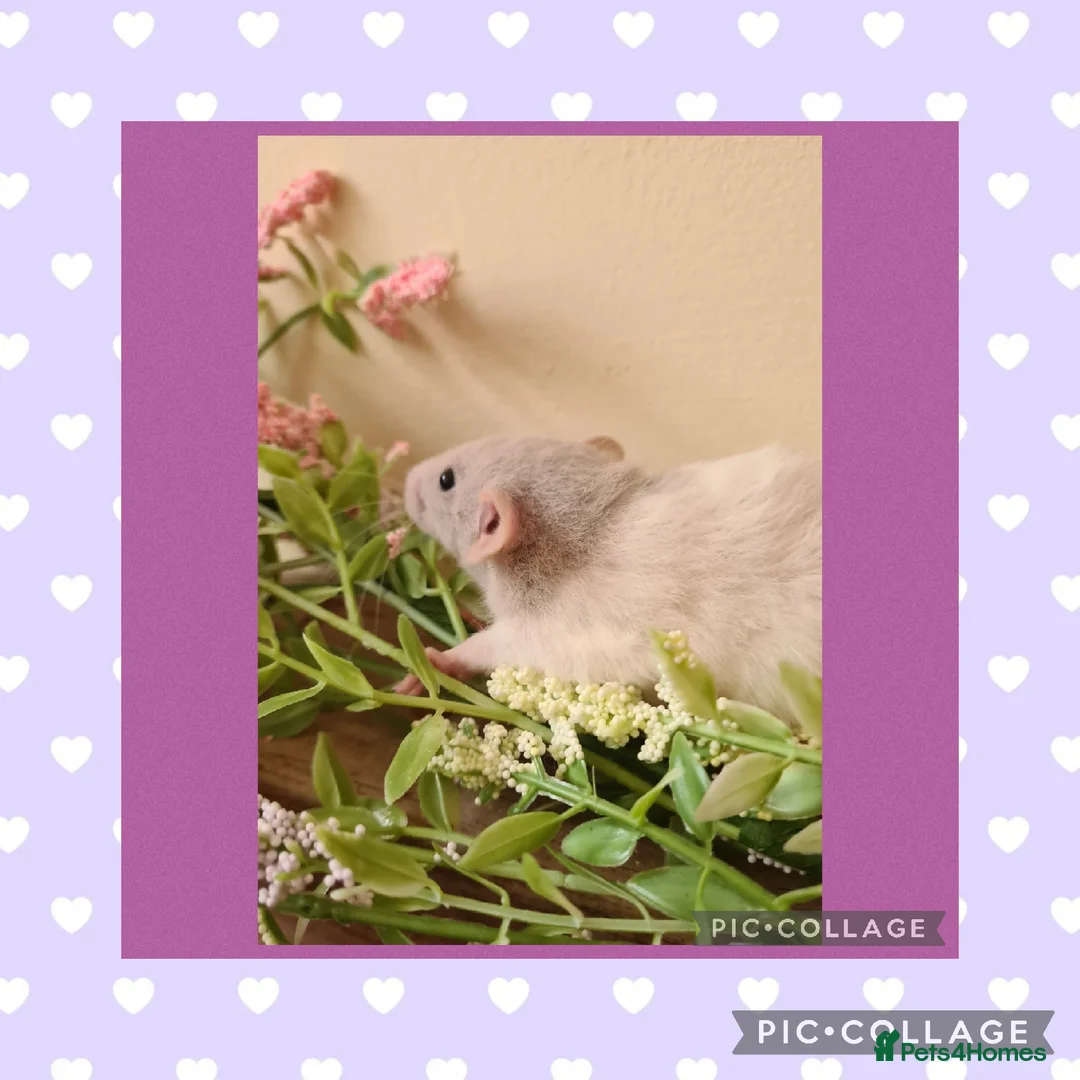 Rat rodents for sale: ***Stunning Tame and Loving Natured Baby Rats *** - Advert 10