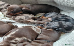 Dachshund dogs for sale: Miniature Daschund - Image 11