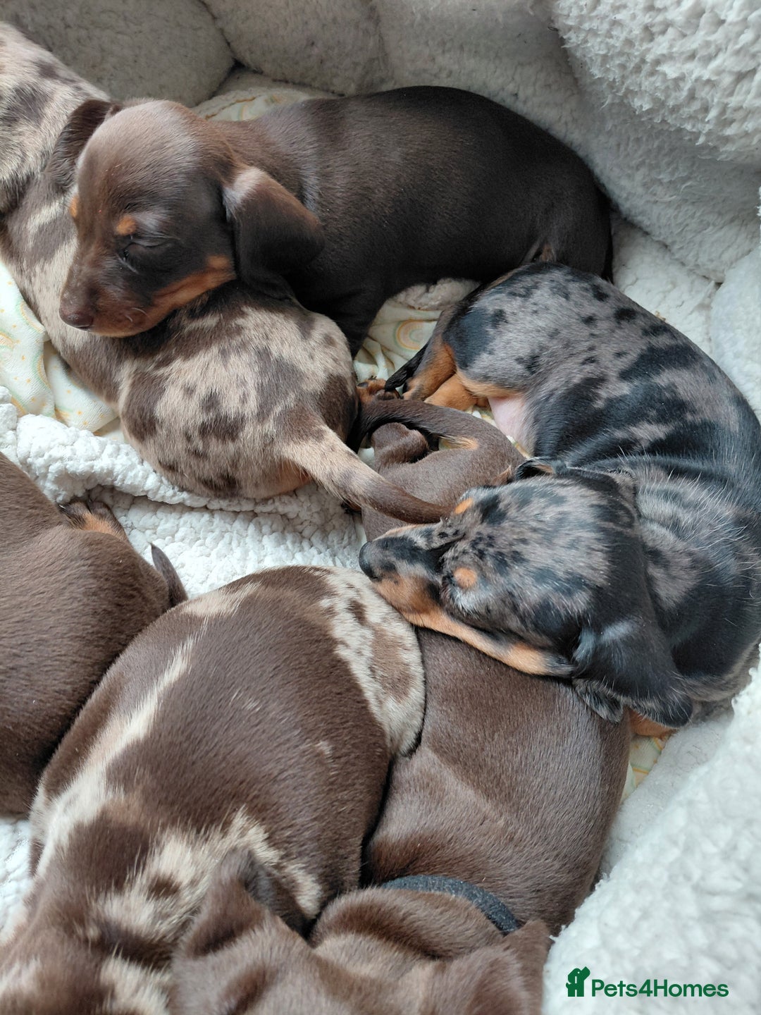 Dachshund dogs for sale: Miniature Daschund - Image 11