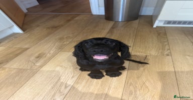 Cocker Spaniel dogs - Advert 5
