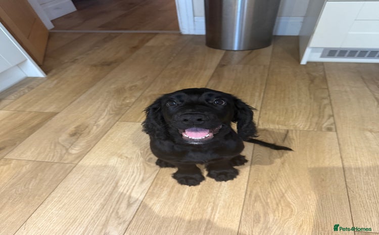 Cocker Spaniel dogs - Advert 7
