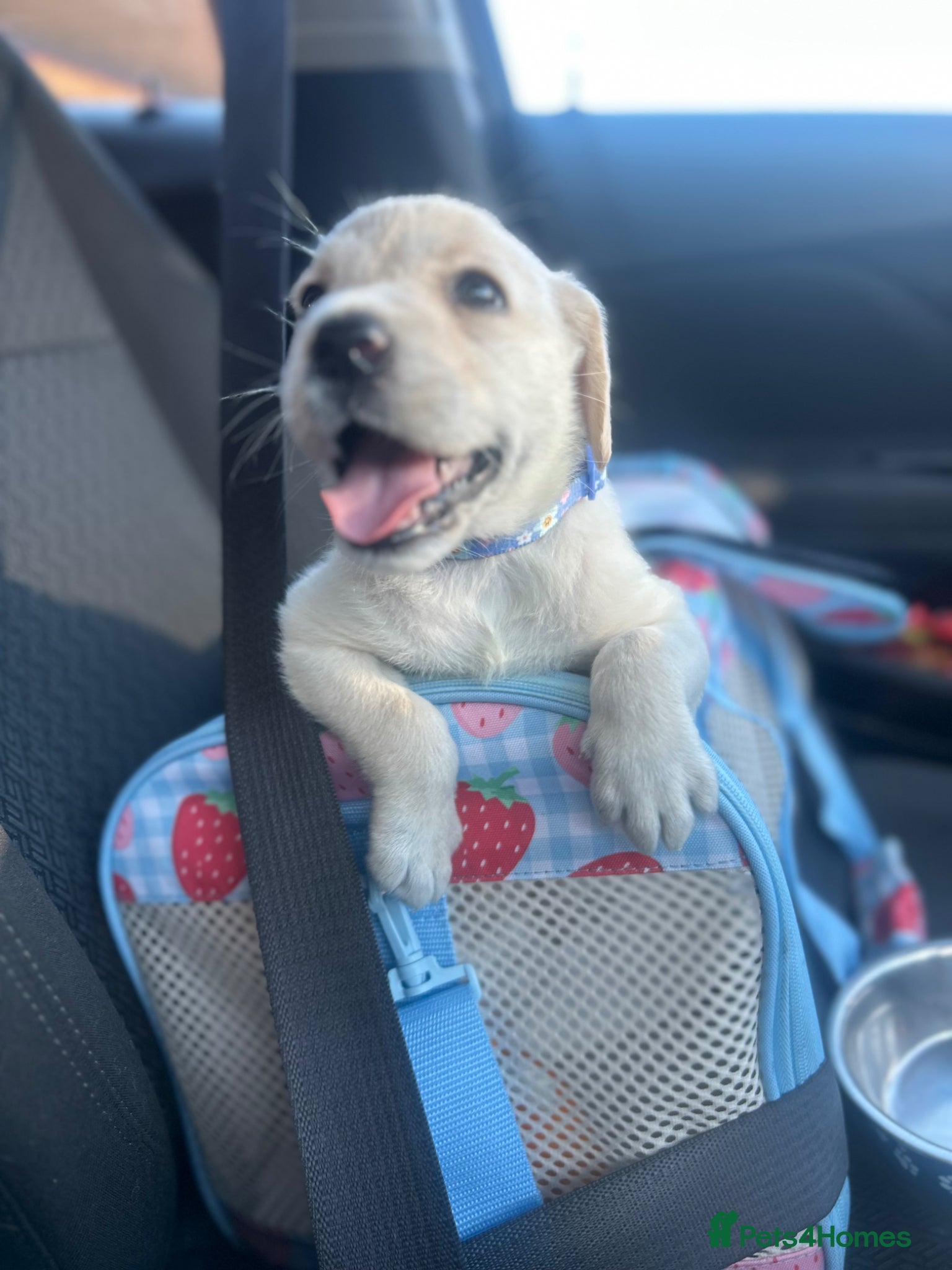 Labrador Retriever dogs Baby angel  - Advert 11