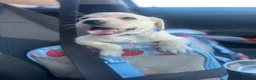 Labrador Retriever dogs for sale: Baby angel  in Broxburn - Advert 1
