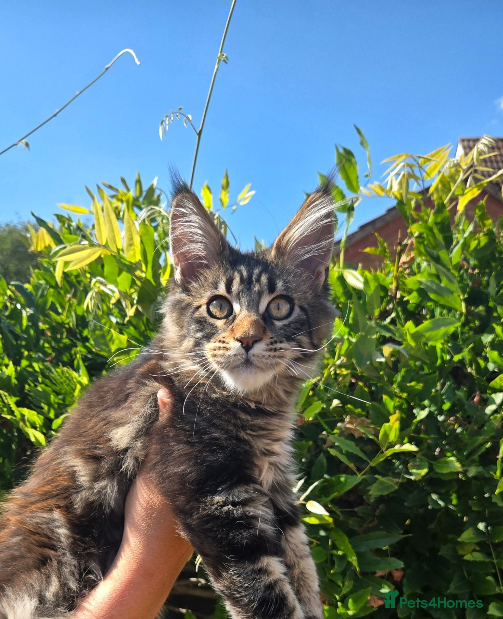 Maine Coon cats Stunning Pedigree Maine Coon kittens - Advert 2