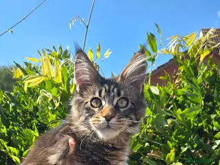 Maine Coon cats Stunning Pedigree Maine Coon kittens - Advert 2