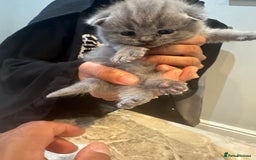 British Shorthair cats for sale: 3 beautiful British blue kitten - Image 3