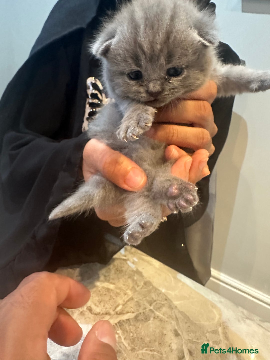 British Shorthair cats for sale: 3 beautiful British blue kitten - Image 3