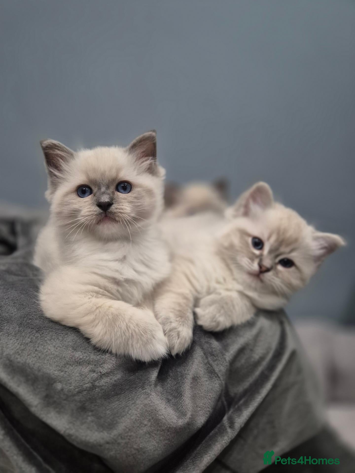 Ragdoll cats GCCF Pedigree Radolls - Advert 2