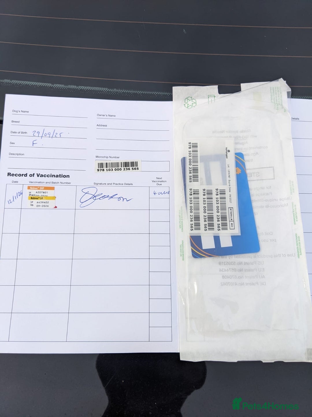 Belgian Shepherd Dog dogs for sale: Belgian Shepherd (Malinois) - Advert 8