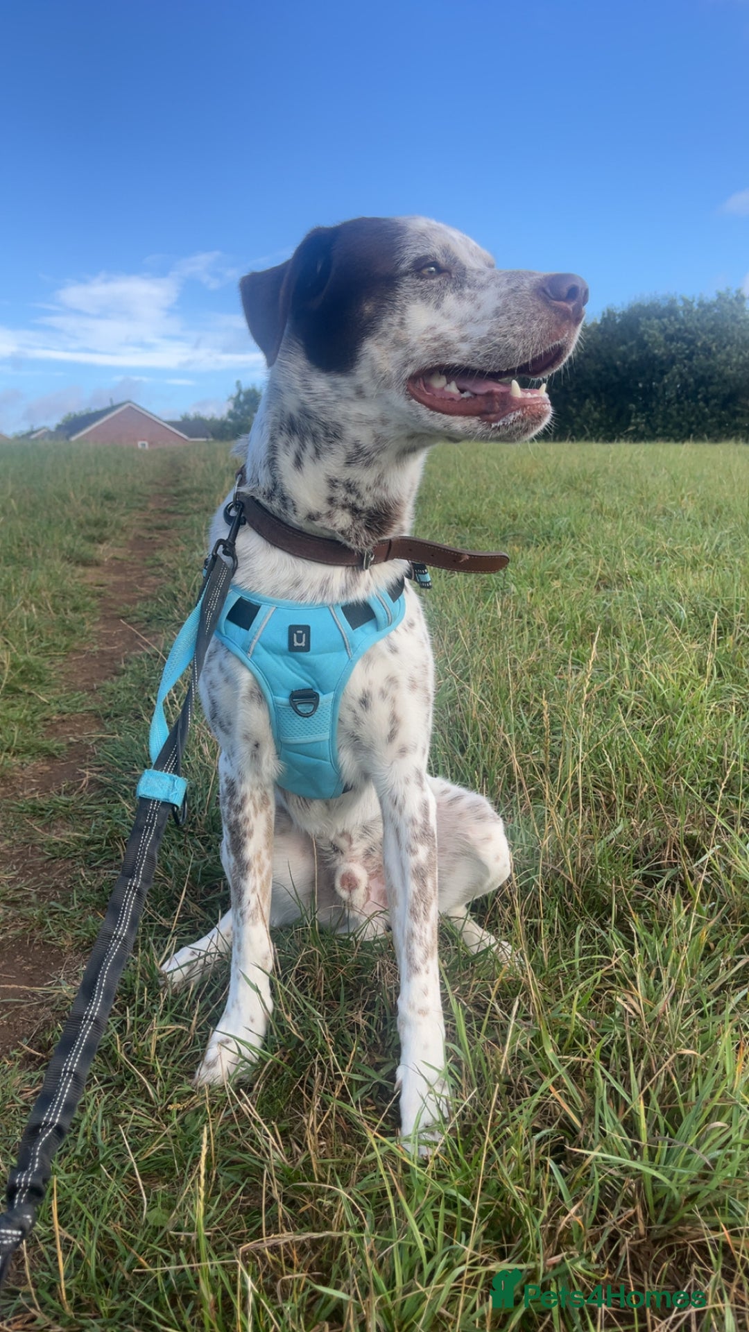 Mixed Breed dogs for sale: Husky cross dalmatian  - Image 2