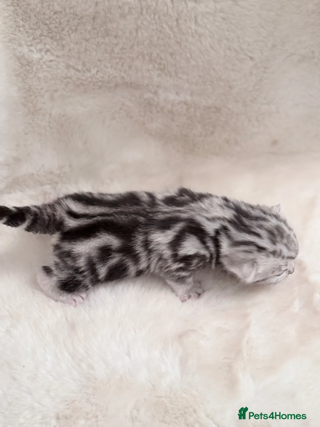 British Shorthair cats for sale: British shorthair silver tabby female kittens  - Advert 7