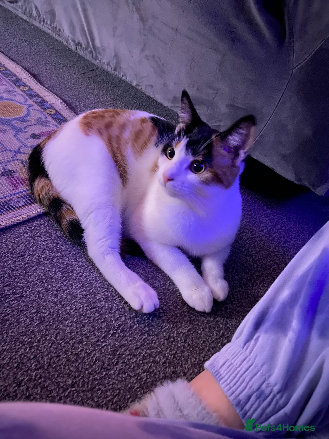 Mixed Breed cats for sale: Beautiful Female  - Advert 1