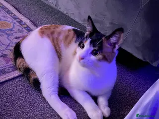 Mixed Breed cats Beautiful Female - Advert 2