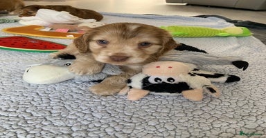 Cocker Spaniel dogs in Abergele - Advert 4