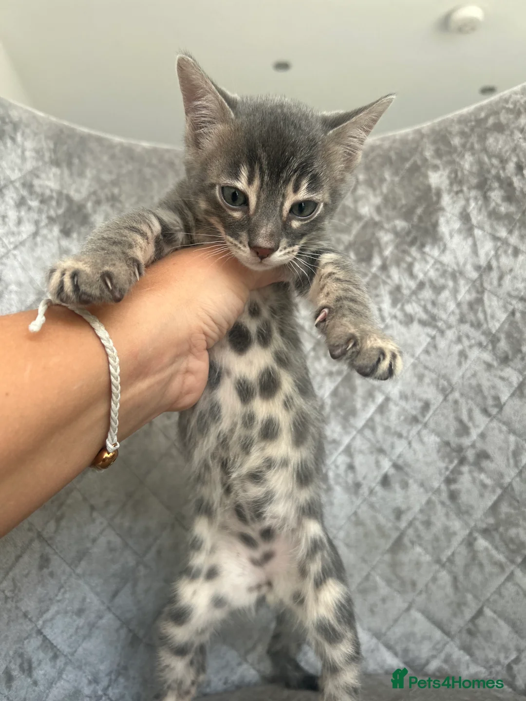 Bengal cats for sale: 💙Beautiful Blue Bengal Kittens - TICA Reg 💙 - Advert 8