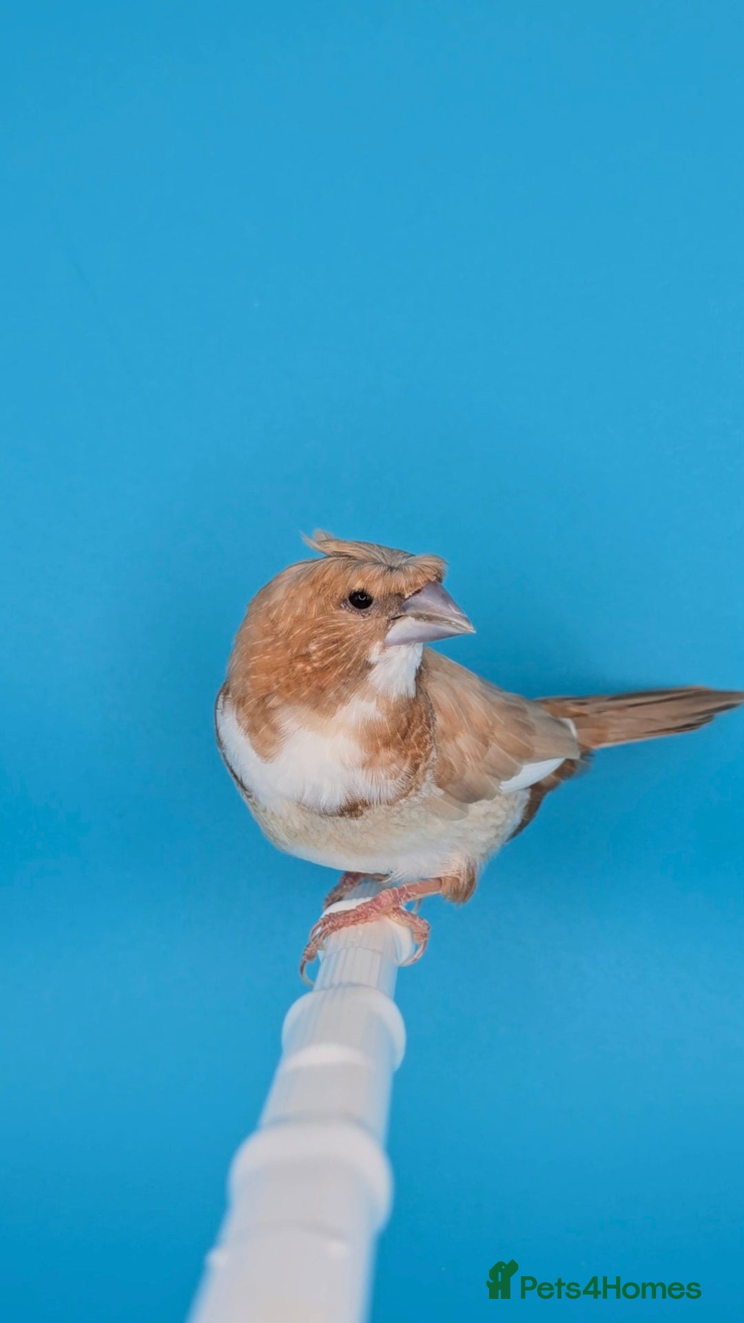 Finches birds for sale: Bengalese finches  - Advert 9