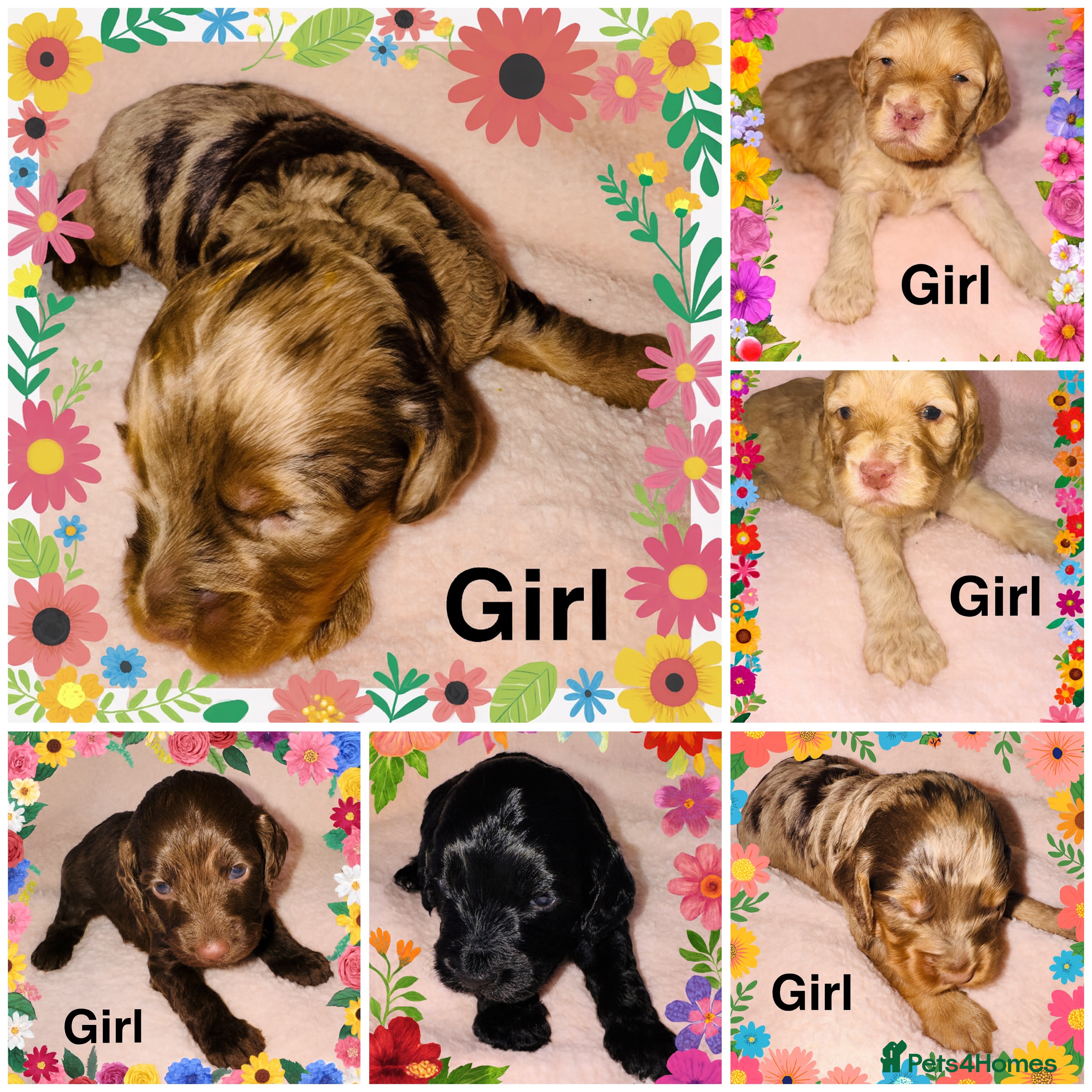 Cockapoo dogs ❤️DNA Tested Rare Sable Cockapoos, Ready 5th Feb  - Advert 16