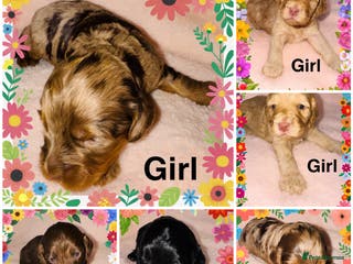Cockapoo dogs ❤️DNA Tested Rare Sable Cockapoos, Ready 5th Feb - Advert 16