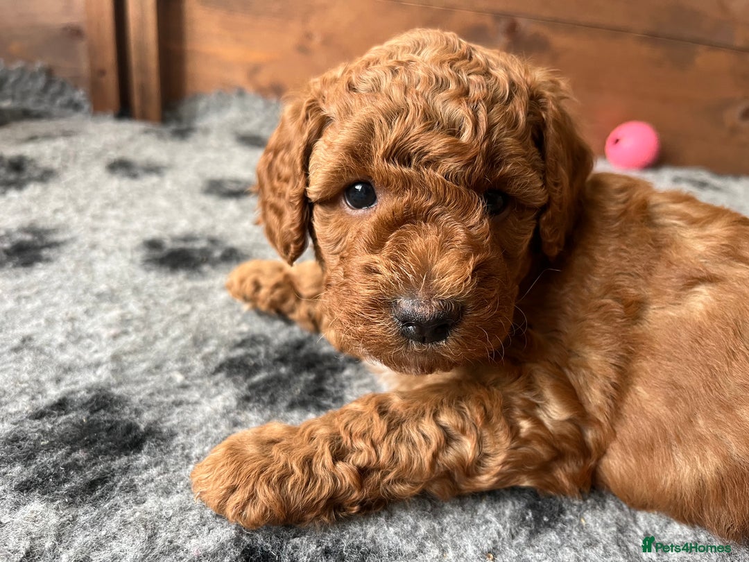 Australian Labradoodle dogs for sale: Aussie Doodles - 1 boy & 1 girl available  - Image 5