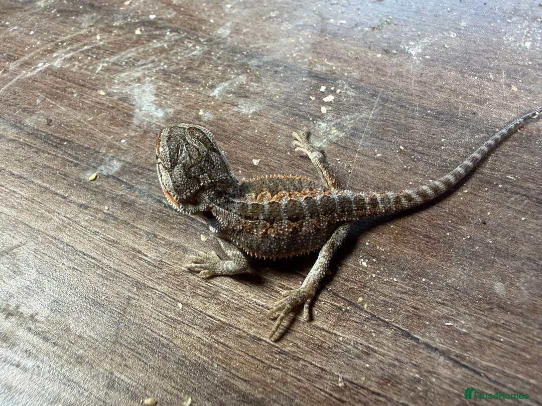Bearded Dragon reptiles for sale: 8 stunning Baby beared dragons ready for 20 march - Advert 1