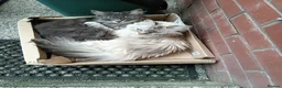 Norwegian Forest Cat cats for sale: Norwegian Forest/Siberian Kittens in Treorchy - Advert 10