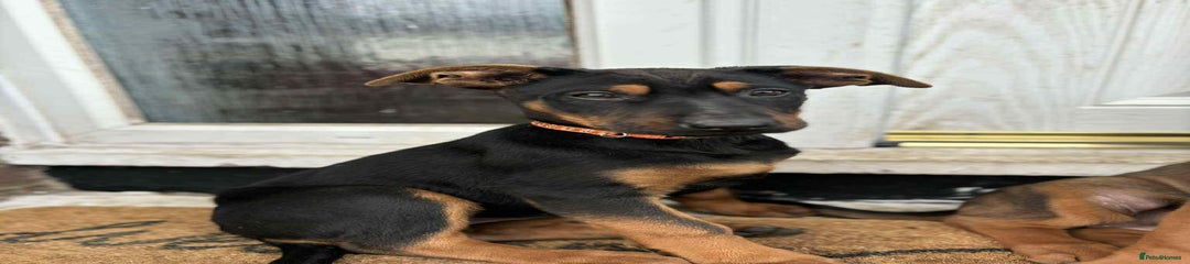 Mixed Breed Puppy 3